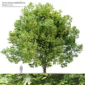 Majestic Garden Feature With Large Leafy Tree And Human Silhouette Showing Size Dimensions