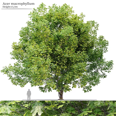 Majestic Garden Feature With Large Leafy Tree And Human Silhouette Showing Size Dimensions 3d model