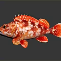 Vibrant Red And White Striped Aquatic Animal Displaying Detailed Fins And Bright Eyes