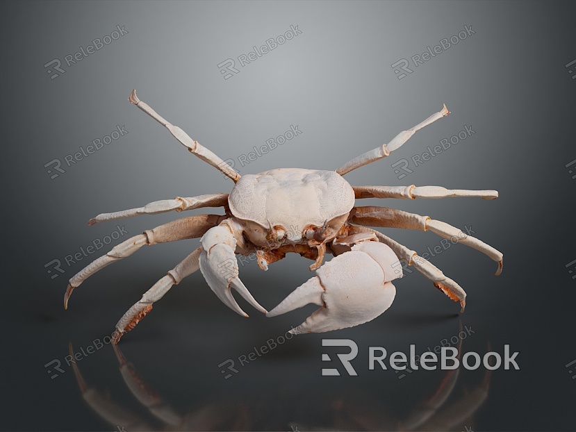 crab sea crab river crab hairy crab bread crab hermit crab big crab small crab marine animal fish model