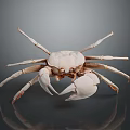 Light Colored Crab With Large Claws Isolated On Gray Background With Reflection 3d model