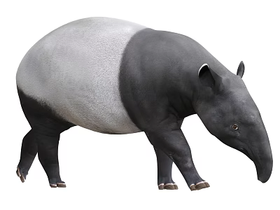 Tapir Mountain Tapir Anteater 3d model Tapir Mountain Tapir Anteater 3d model
