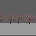 A Row of Trees with Pink Flowers Against Gray Background and White Ground