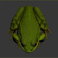 Realistic Green Yellow Spotted Frog With Large Eyes and Detailed Legs