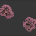 Two Blooming Cherry Blossom Trees With Pink Flowers On White Background