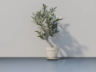 Elegant Olive Tree Bonsai Plant in Light Colored Pot for Indoor 3d model