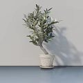 Elegant Olive Tree Bonsai Plant in Light Colored Pot for Indoor