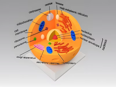 animal cell 3d model