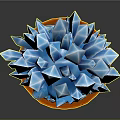 Crystal Like Blue Succulent Plant In Orange Terracotta Pot With White Base