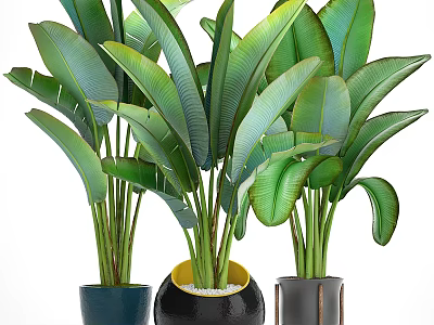 Beautiful Potted Plants With Large Green Leaves In Stylish Decorative Pots 3d model