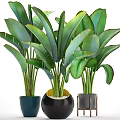Beautiful Potted Plants With Large Green Leaves In Stylish Decorative Pots