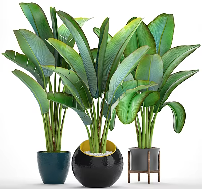 Beautiful Potted Plants With Large Green Leaves In Stylish Decorative Pots 3d model
