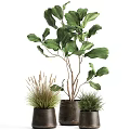 Large Green Leaf Potted Plant With Small Herb Pots And Natural Stems