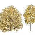 Vibrant Autumn Arbor Trees With Orange Yellow Leaves And Distinct Shapes