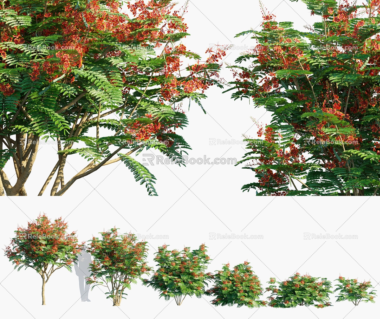 Modern Yang Jinfeng Jinfeng Shrub Plants 3d model