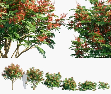 Modern Yang Jinfeng Shrub Plants 3d model