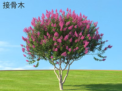 Elderberry Bush With Vibrant Pink Flowers Blooming In Green Grass Field Under Blue Sky 3d model