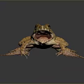 Frog With Open Mouth And Webbed Feet On Dark Background Showing Reflection And Rough Skin