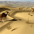 Modern Desert Camel 3d model