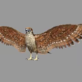 Majestic Eagle Spreading Wings With Brown Spotted Feathers Blue Eyes Yellow Talons And Gray Background