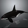 Orca Marine Mammal With Black And White Coloration And Tall Dorsal Fin In Ocean Water