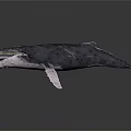 Whale Marine Animal With Open Mouth Detailed Skin Texture And Extended Fins In Dark Scene