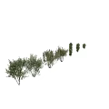 Different Garden Shrubs in Various Sizes and Lush Green Foliage 3d model