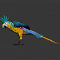 Blue Yellow Parrot With Green Crest White Head And Black Claws Spread Wings Dark Background