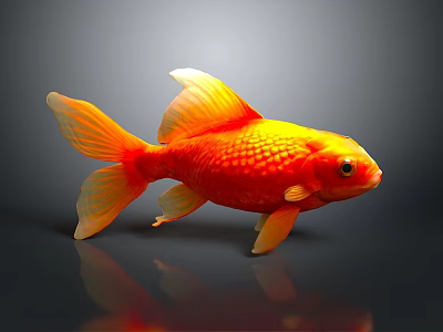 Orange Red Goldfish Featuring Shiny Scales Yellow Fins And Tail On Dark Background 3d model