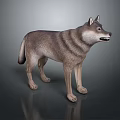Game Movie Character 3D Wolf Model Standing Pose With Striped Fur Open Mouth