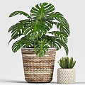 Various Green Potted Plants in Wicker Baskets for Indoor Decoration 3d model