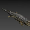 Detailed Realistic Crocodile 3D Model With Open Mouth And Textured Skin