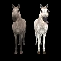 Two Gray And White Horses Standing In Lush Green Garden With Grass 3d model