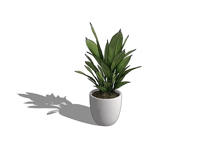 Potted Plant With Green Leaves In White Ceramic Pot Simple Natural Design 3d model
