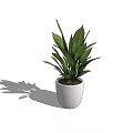 Potted Plant With Green Leaves In White Ceramic Pot Simple Natural Design