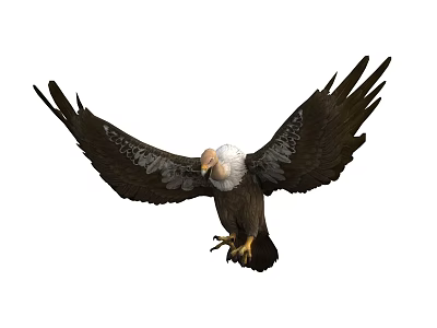 Majestic Bald Eagle Soaring with Spread Wings Brown Feathers and Sharp Claws 3d model