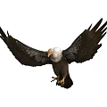 Majestic Bald Eagle Soaring with Spread Wings Brown Feathers and Sharp Claws