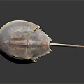 Close Up View of Horseshoe Crab with Reddish Brown Shell and Long Tail on Dark Surface