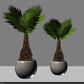 Two Potted Palm Plants With Textured Trunks In White Cracked Pots
