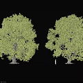 Two Tall Green Arbor Trees With Lush Foliage Against Black Background