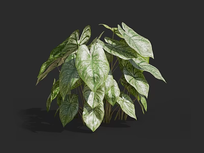 Lush Leafy Green Plant Featuring Large Variegated Leaves With Green And White Patterns 3d model