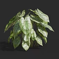 Lush Leafy Green Plant Featuring Large Variegated Leaves With Green And White Patterns
