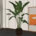 Large Indoor Potted Plant with Wide Green Leaves in Dark Ceramic Pot