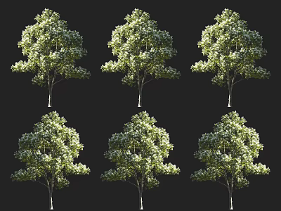 Multiple Arbor Trees With Lush Green Canopy And Thick Trunk 3d model