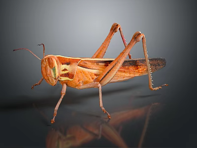 Brown Grasshopper With Detailed Legs And Wings On Dark Reflective Surface 3d model
