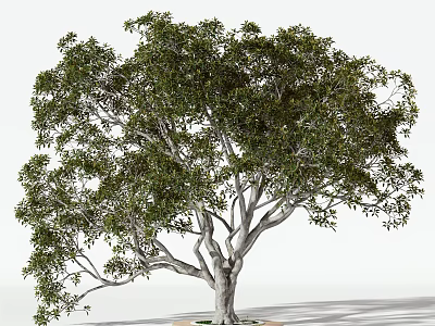 Tall Arbor With Sturdy Trunk Spreading Branches And Lush Green Foliage 3d model