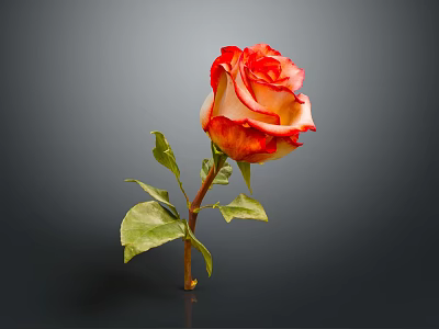 Beautiful Red and Orange Rose with Green Leaves on Dark Background 3d model