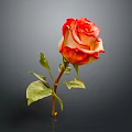 Beautiful Red and Orange Rose with Green Leaves on Dark Background