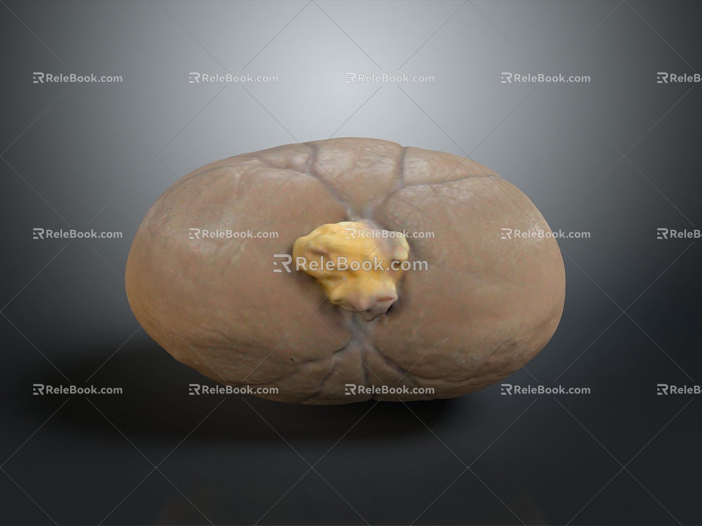 Kidney Anatomy Kidney Organ Human Organ Human Organ Human Body Tissue Human Body Structure 3d model