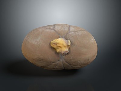 Kidney Anatomy Kidney Organ Human Organ Human Organ Human Body Tissue Human Body Structure 3d model